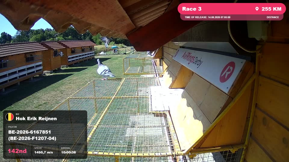 Pigeon Arrival Image For Race Race 3