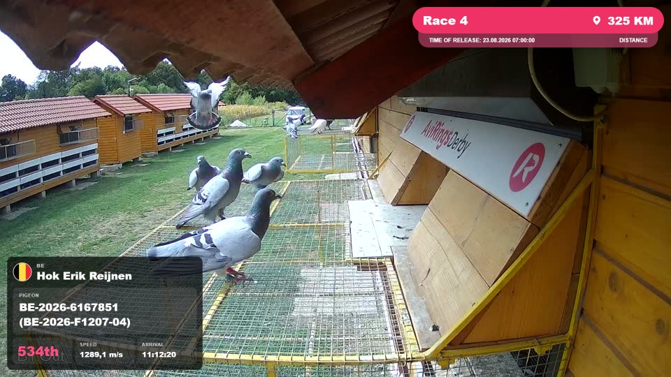 Pigeon Arrival Image For Race Race 4
