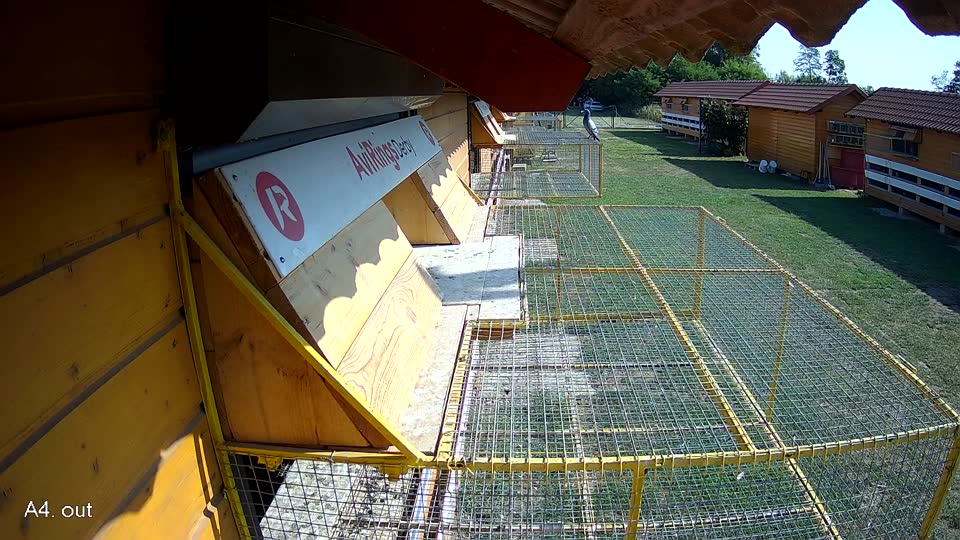 Pigeon Arrival Image For Race Race 1