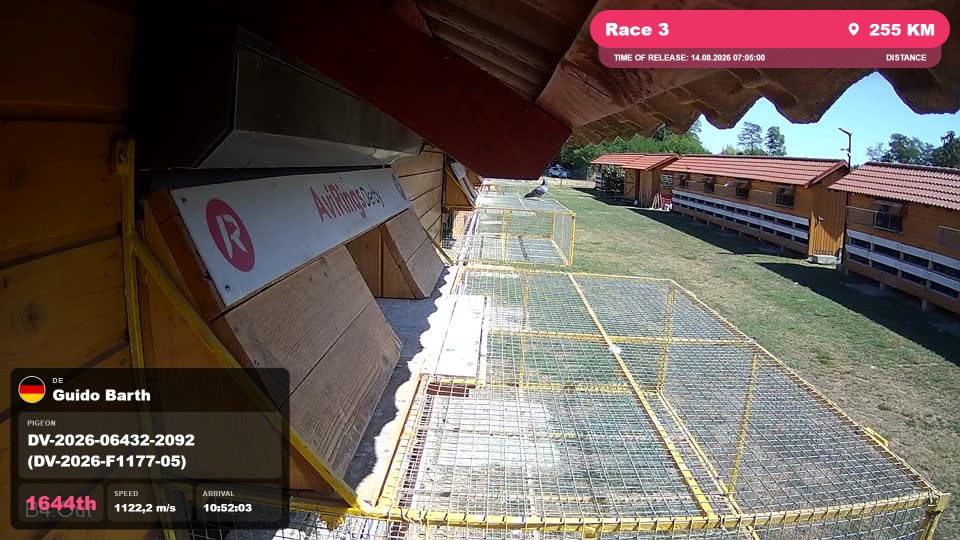 Pigeon Arrival Image For Race Race 3