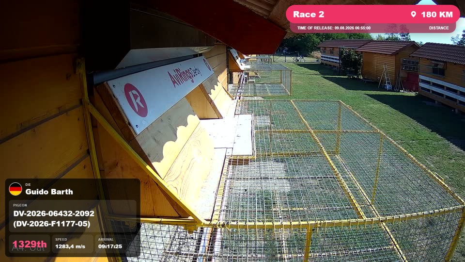 Pigeon Arrival Image For Race Race 2