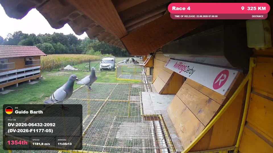 Pigeon Arrival Image For Race Race 4