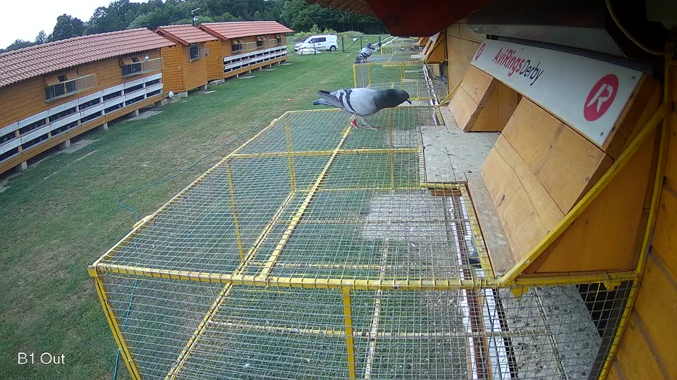 Pigeon Arrival Image For Race Race 3