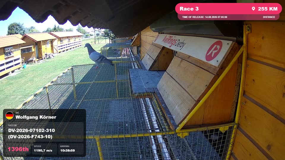 Pigeon Arrival Image For Race Race 3