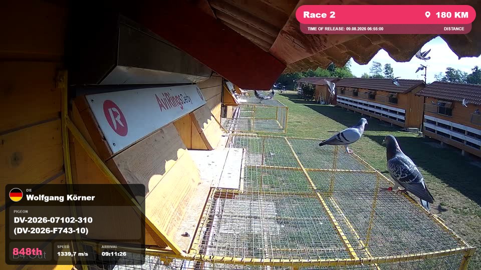Pigeon Arrival Image For Race Race 2