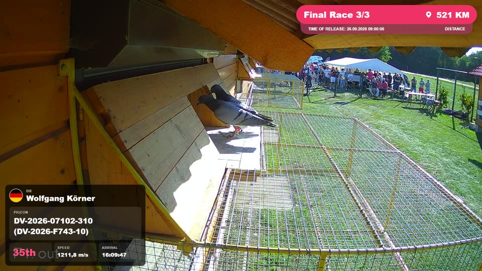Pigeon Arrival Image For Race Final Race 3/3