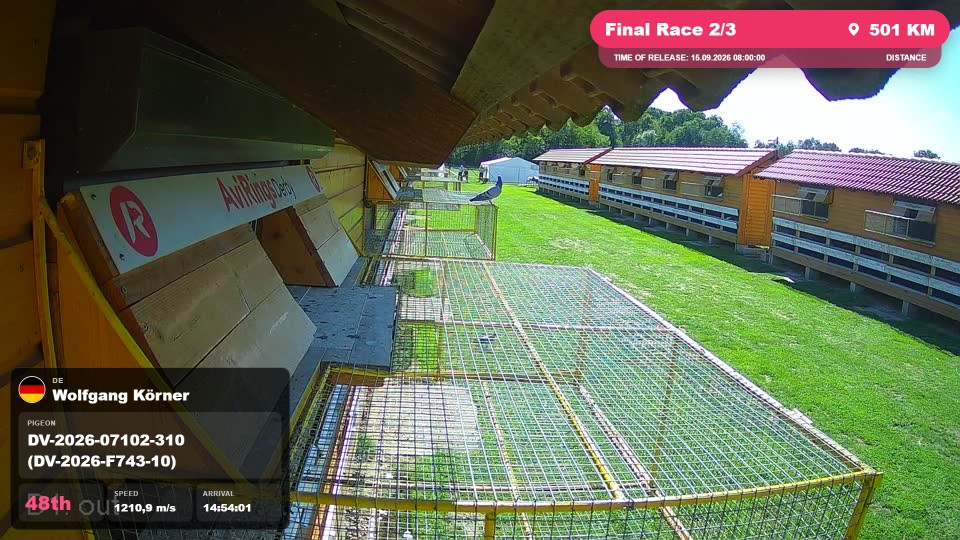 Pigeon Arrival Image For Race Final Race 2/3