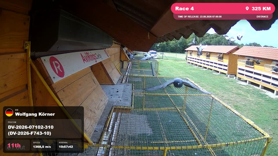Pigeon Arrival Image For Race Race 4