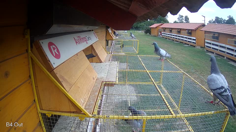 Pigeon Arrival Image For Race Race 3
