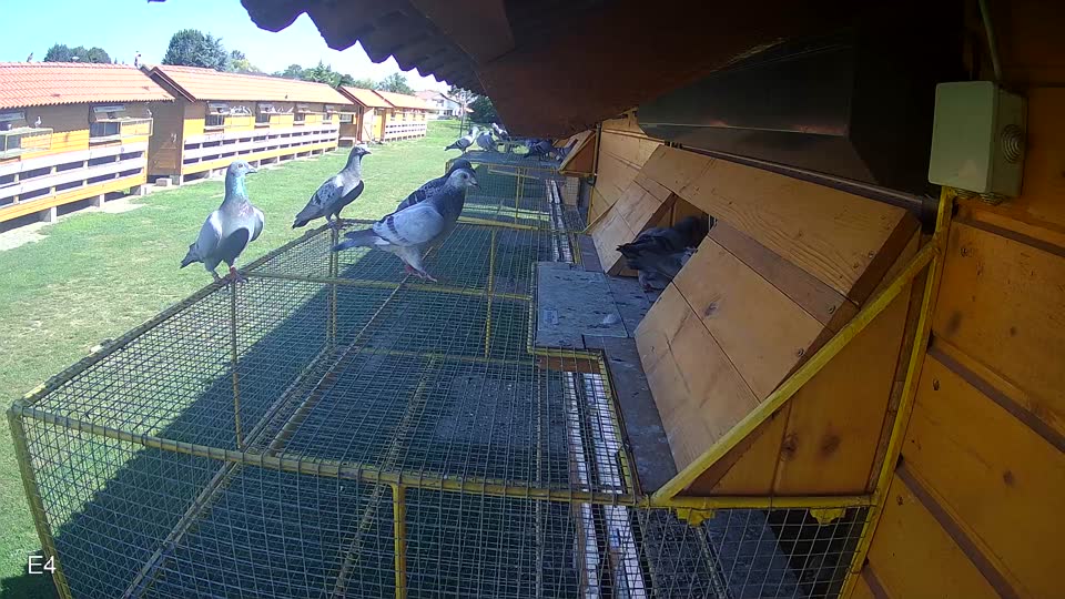 Pigeon Arrival Image For Race Race 2