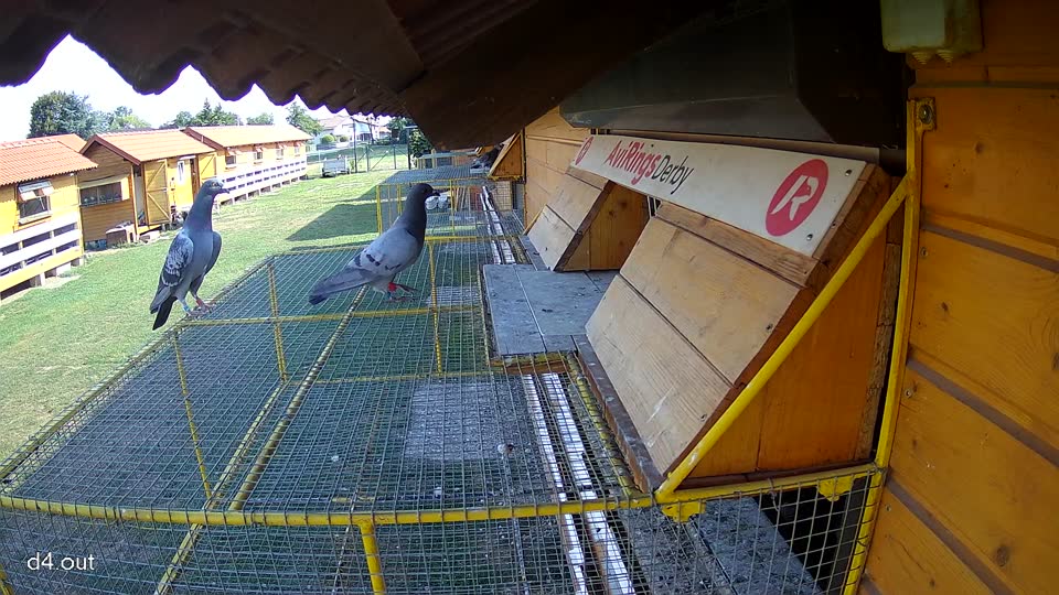 Pigeon Arrival Image For Race Race 1