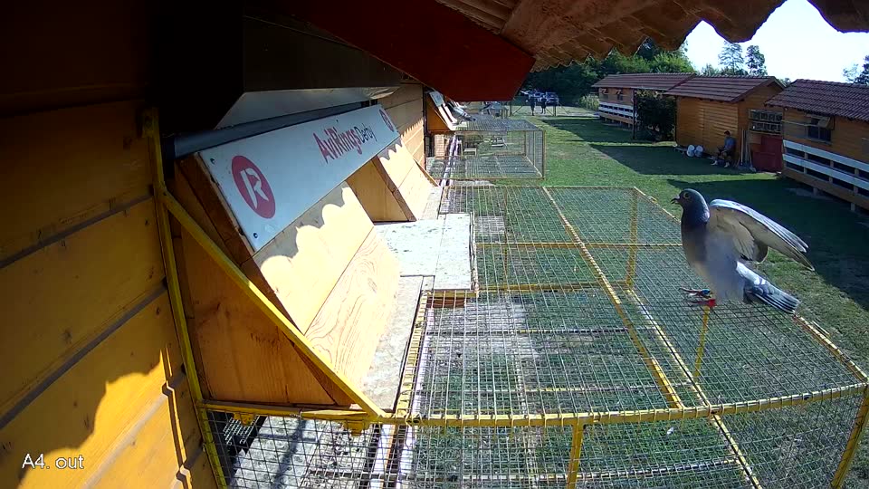 Pigeon Arrival Image For Race Race 1