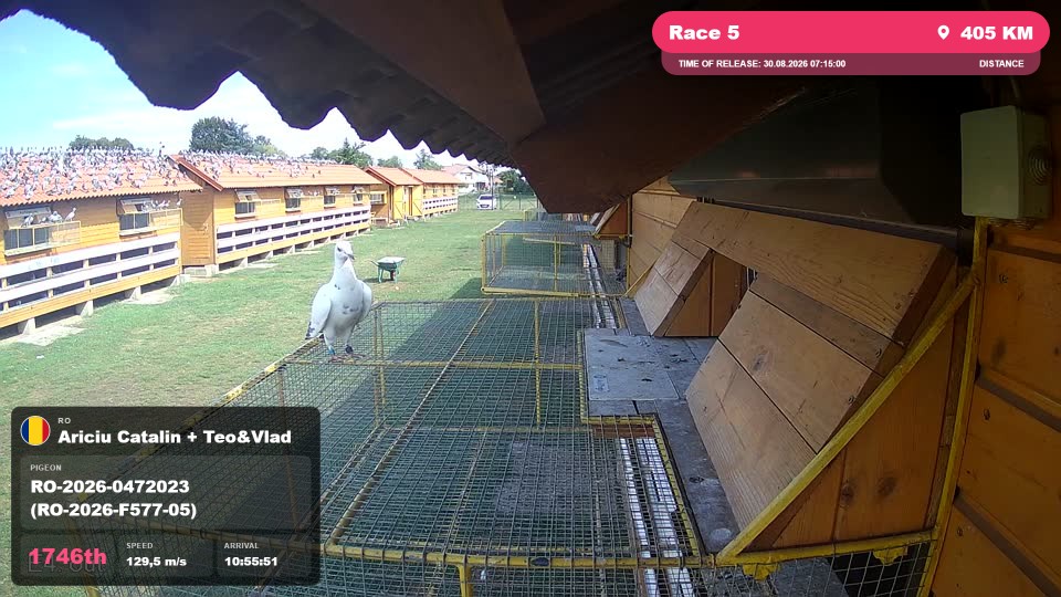 Pigeon Arrival Image For Race Race 5