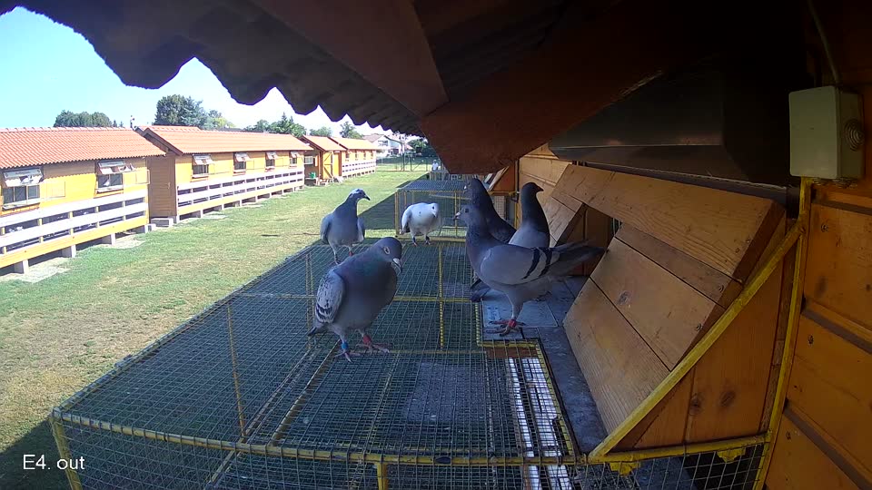 Pigeon Arrival Image For Race Race 2