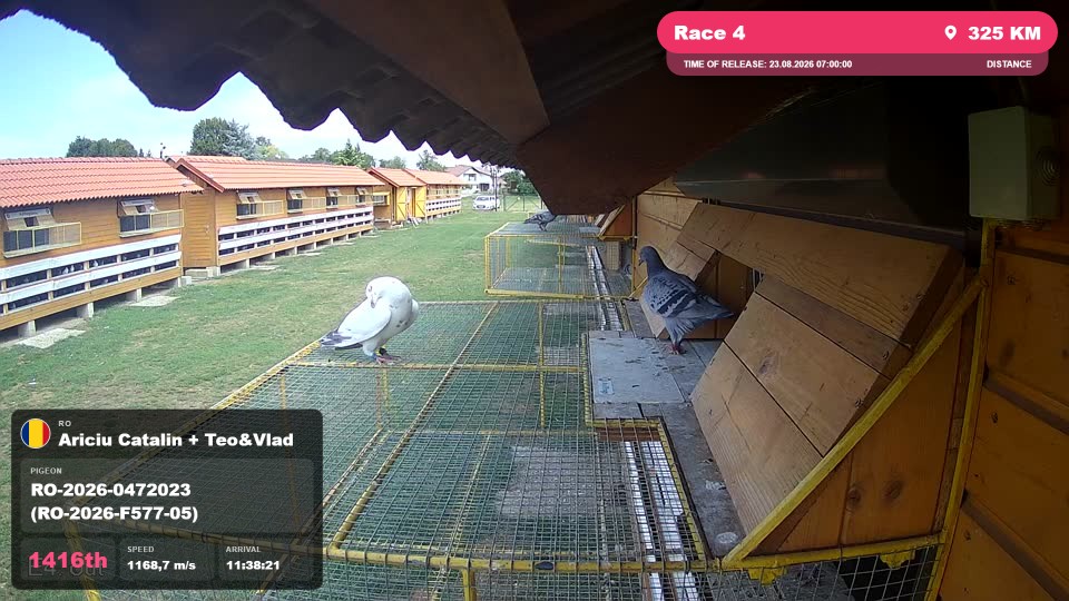 Pigeon Arrival Image For Race Race 4