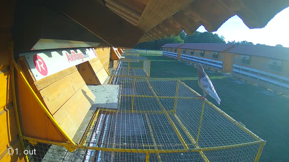 Pigeon Arrival Image For Race Race 5