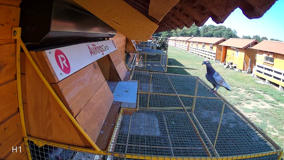 Pigeon Arrival Image For Race Race 2