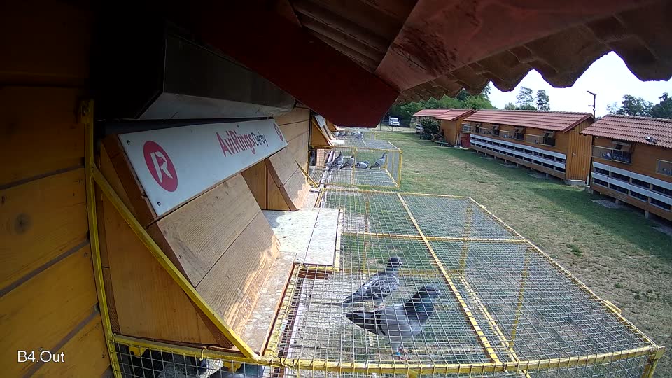 Pigeon Arrival Image For Race Race 1