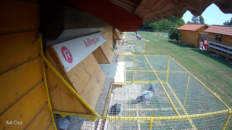 Pigeon Arrival Image For Race Race 3