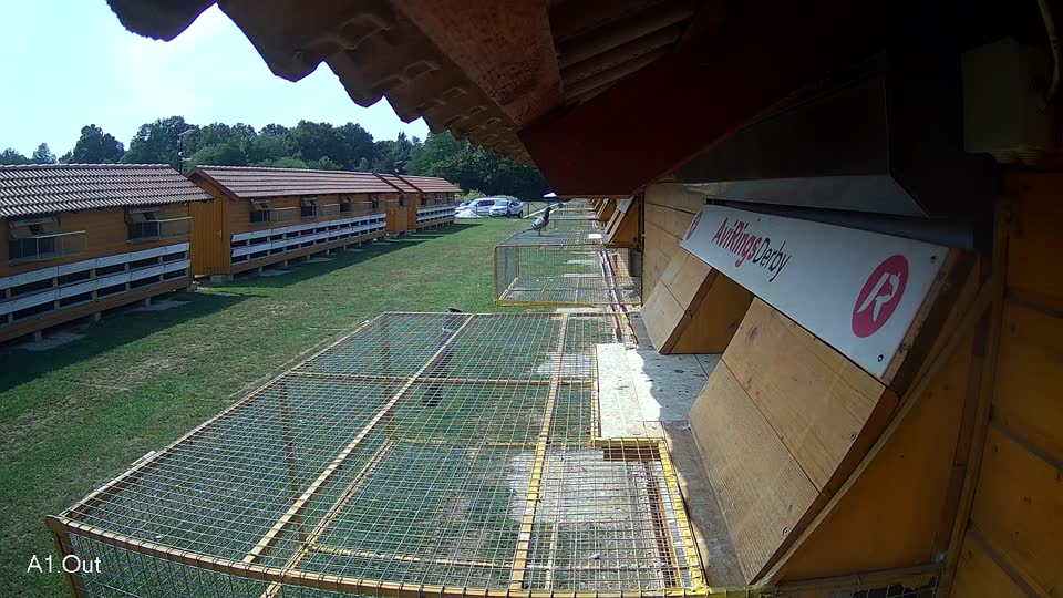 Pigeon Arrival Image For Race Race 4
