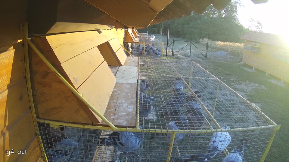 Pigeon Arrival Image For Race Race 3