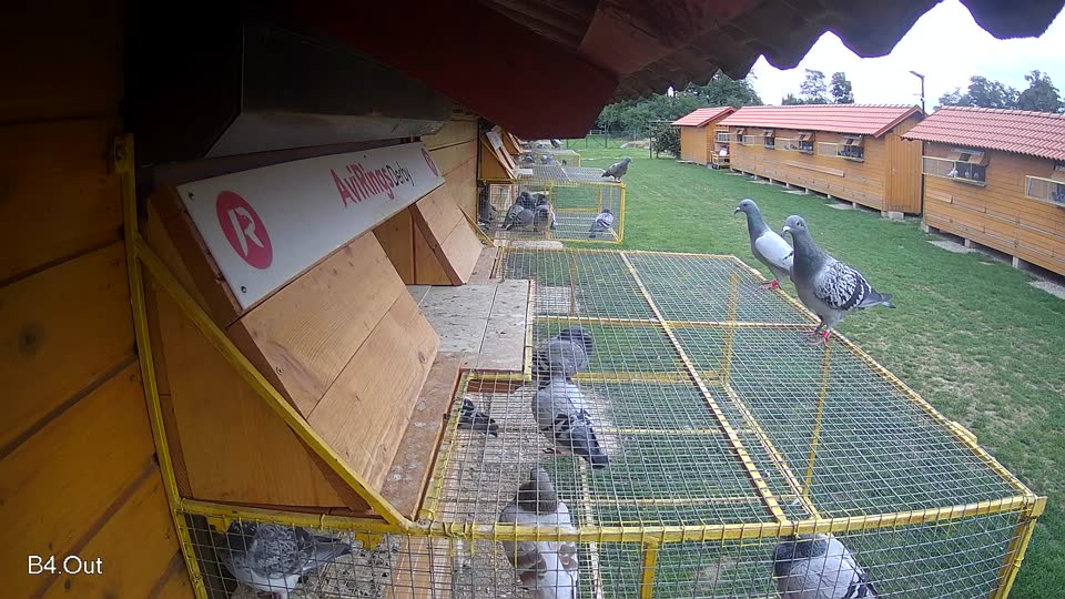 Pigeon Arrival Image For Race Race 6