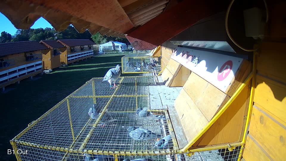 Pigeon Arrival Image For Race Final Race 1/3