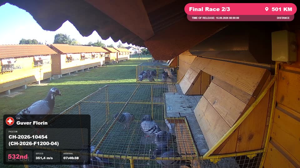 Pigeon Arrival Image For Race Final Race 2/3