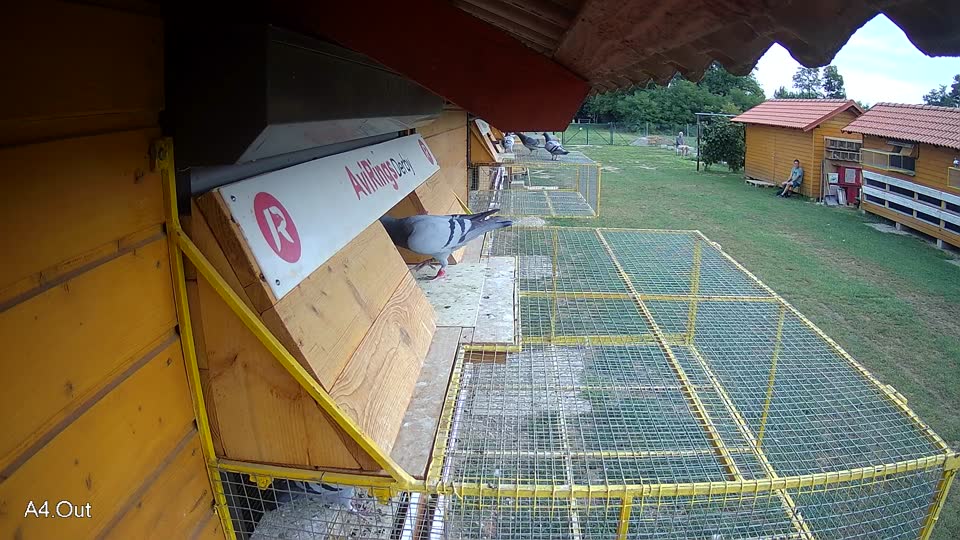 Pigeon Arrival Image For Race Race 3