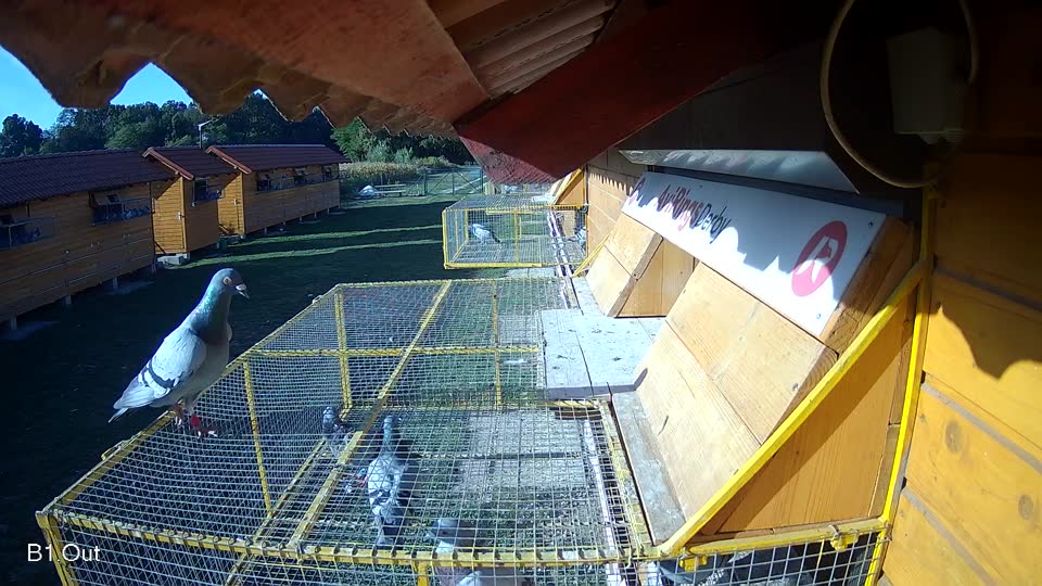 Pigeon Arrival Image For Race Race 5