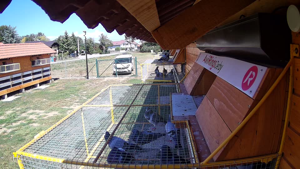 Pigeon Arrival Image For Race Race 5