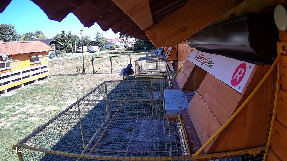 Pigeon Arrival Image For Race Race 3