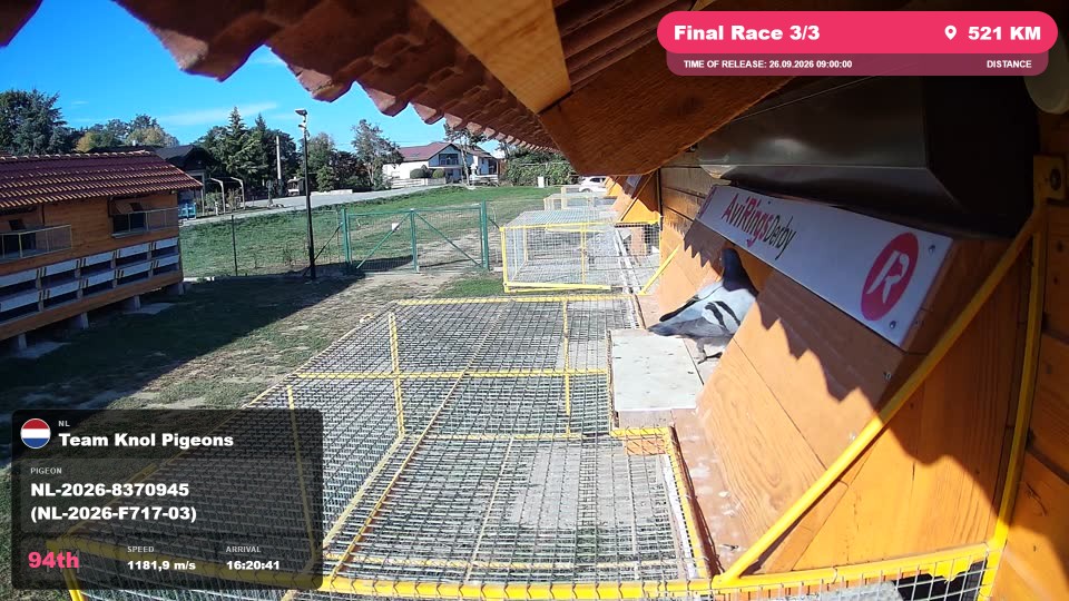 Pigeon Arrival Image For Race Final Race 3/3