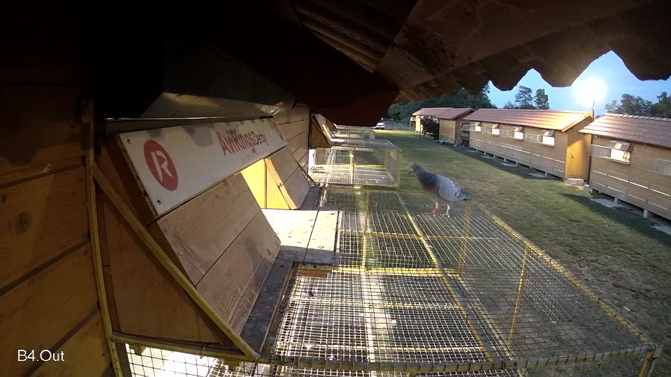 Pigeon Arrival Image For Race Race 5