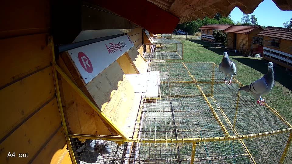 Pigeon Arrival Image For Race Race 3