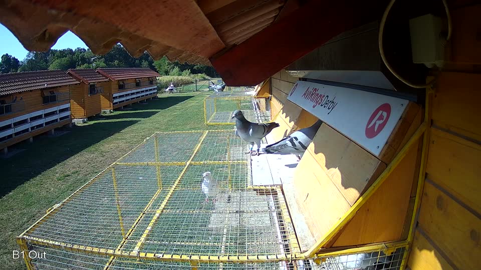 Pigeon Arrival Image For Race Race 2