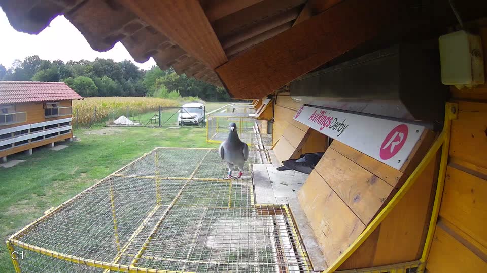 Pigeon Arrival Image For Race Race 4