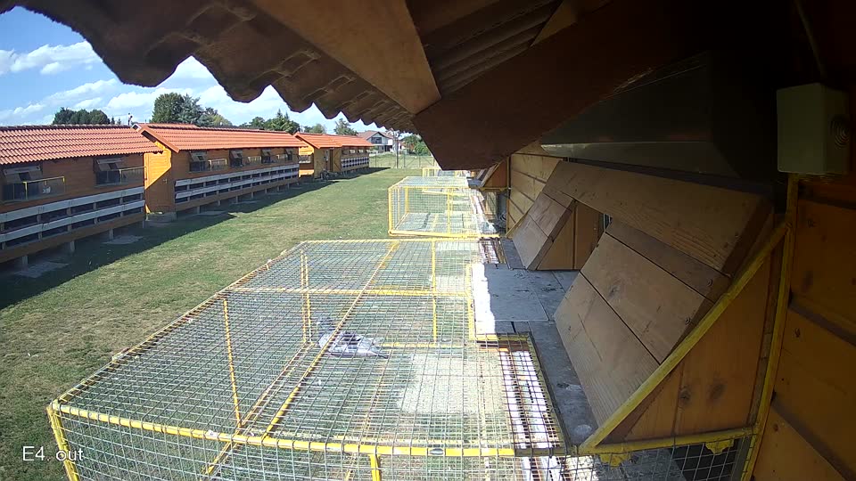 Pigeon Arrival Image For Race Race 5