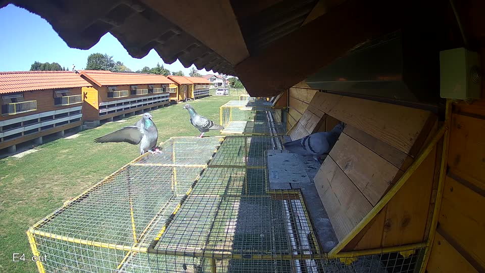 Pigeon Arrival Image For Race Final Race 1/3