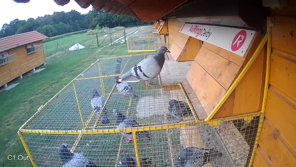 Pigeon Arrival Image For Race Race 4