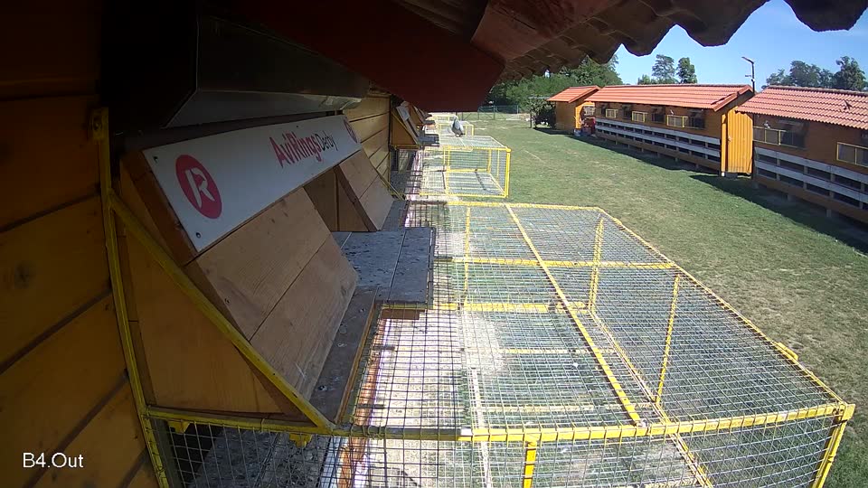 Pigeon Arrival Image For Race Race 5