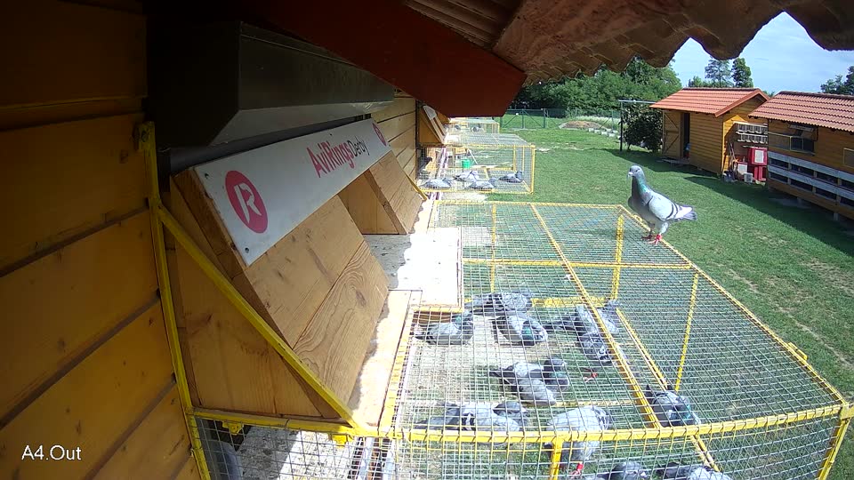 Pigeon Arrival Image For Race Race 6