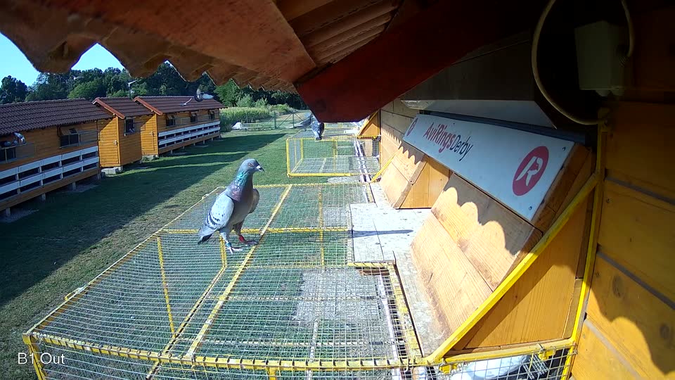 Pigeon Arrival Image For Race Race 1