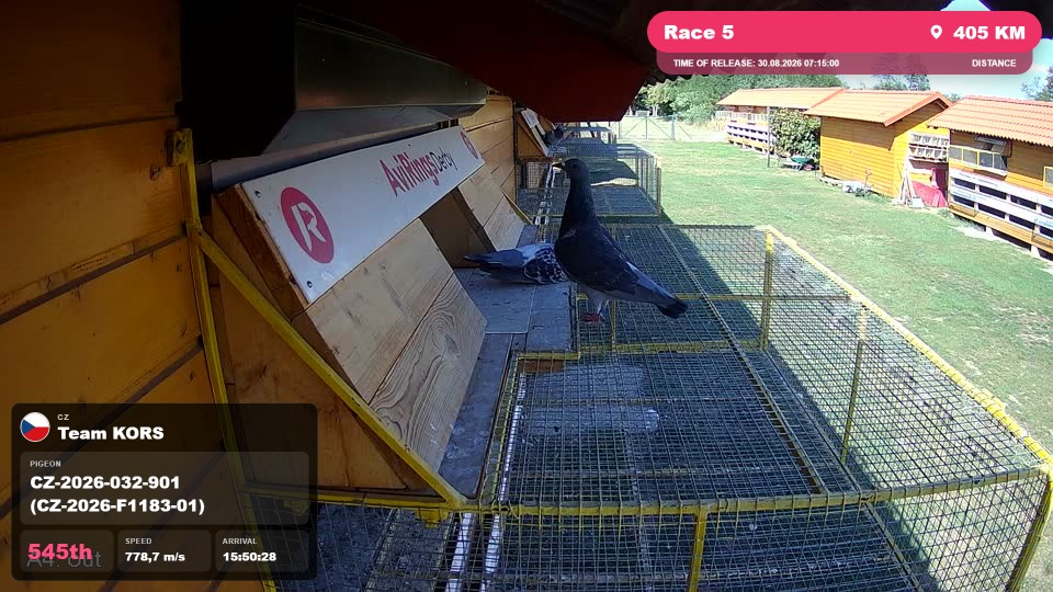 Pigeon Arrival Image For Race Race 5