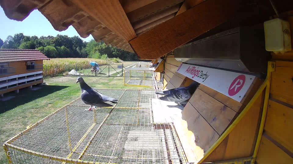 Pigeon Arrival Image For Race Race 3