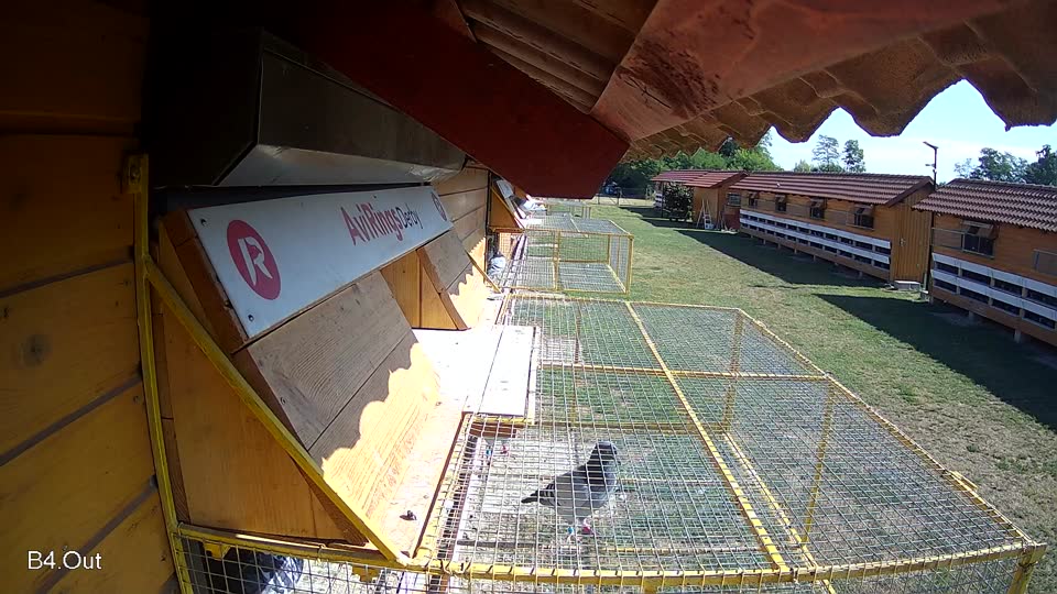 Pigeon Arrival Image For Race Race 2