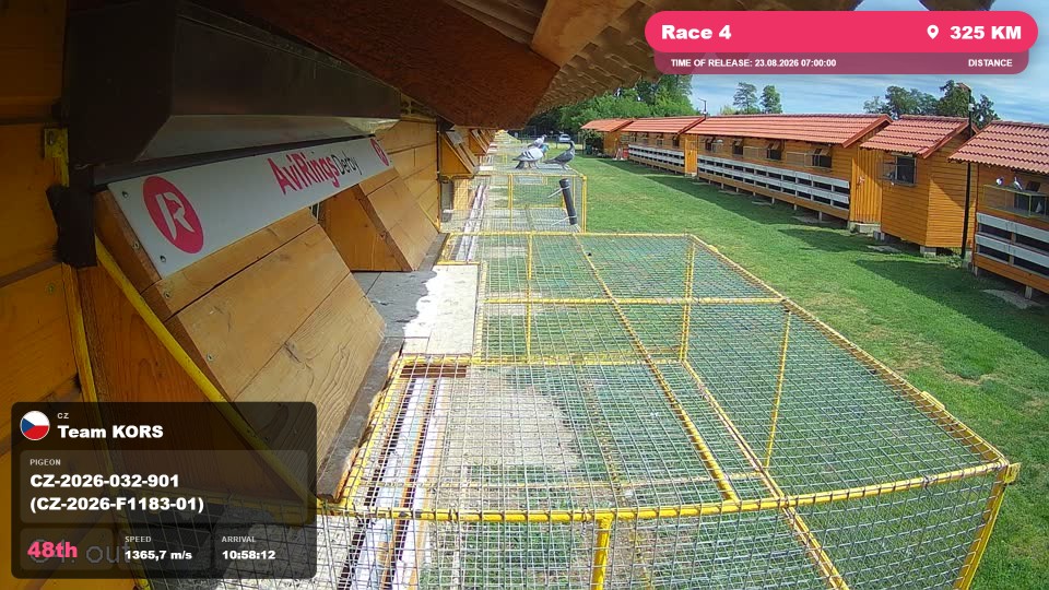 Pigeon Arrival Image For Race Race 4