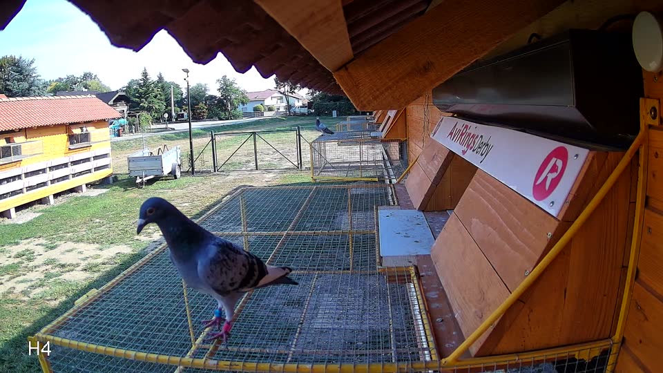 Pigeon Arrival Image For Race Race 1