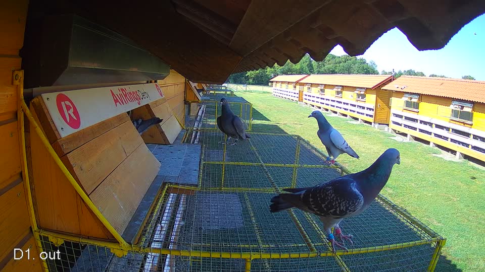 Pigeon Arrival Image For Race Race 2