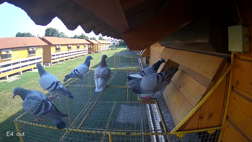 Pigeon Arrival Image For Race Race 1